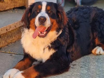 Archie bernese mountain dog IKC registered for stud. Hip and elbows scored!