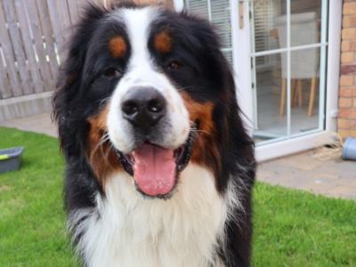 Archie bernese mountain dog IKC registered for stud. Hip and elbows scored!