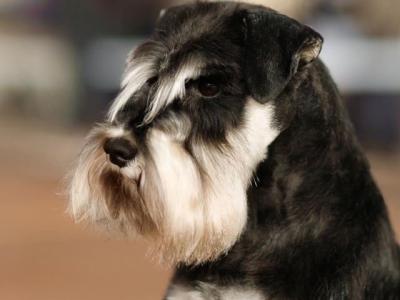 Miniature Schnauzer Stud dogs, IKC Registered