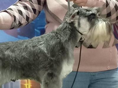 Miniature Schnauzer Stud dogs, IKC Registered