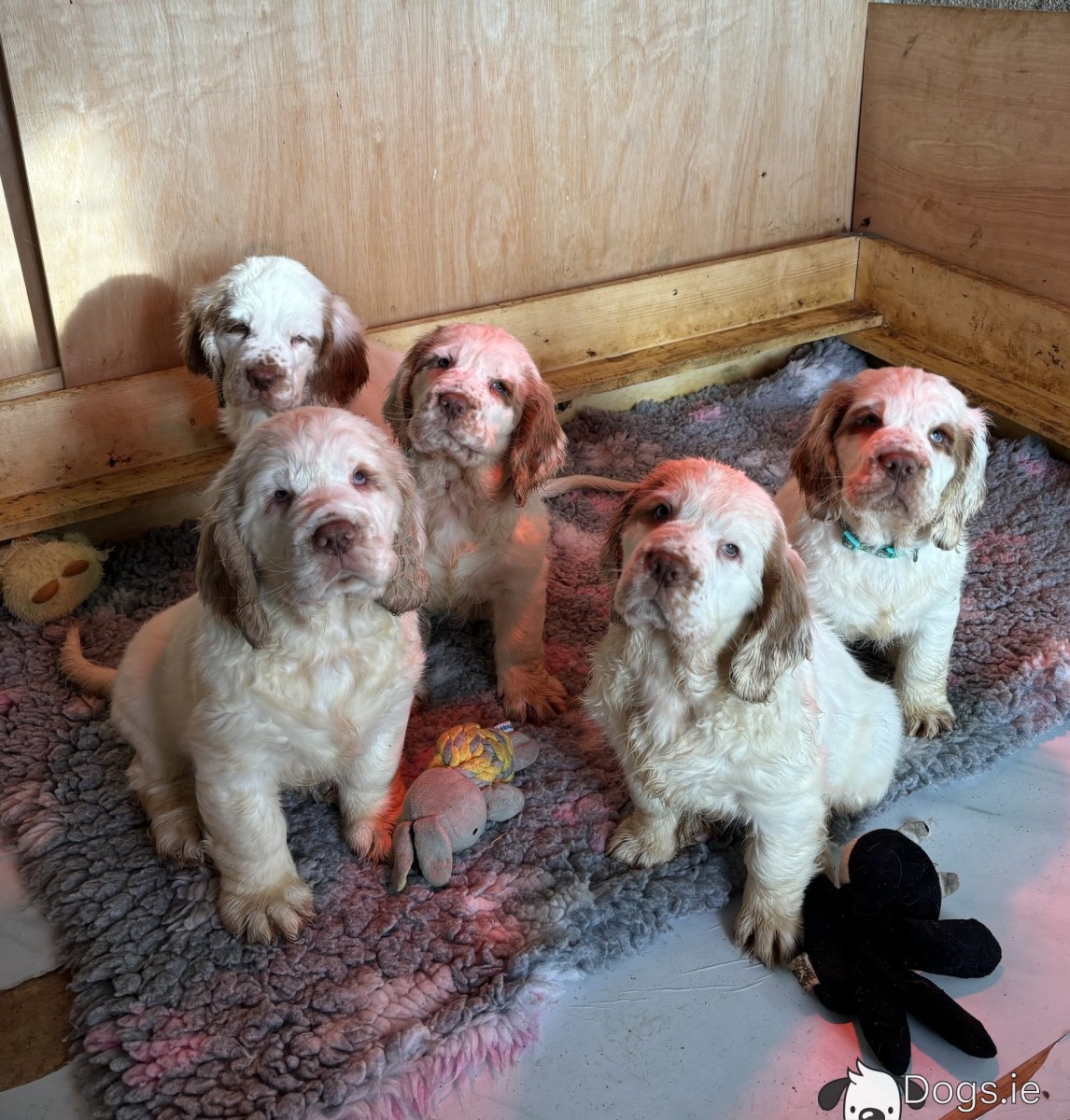 Clumber Breed Champdogs Clumber Spaniel Puppies Clumber Spaniel