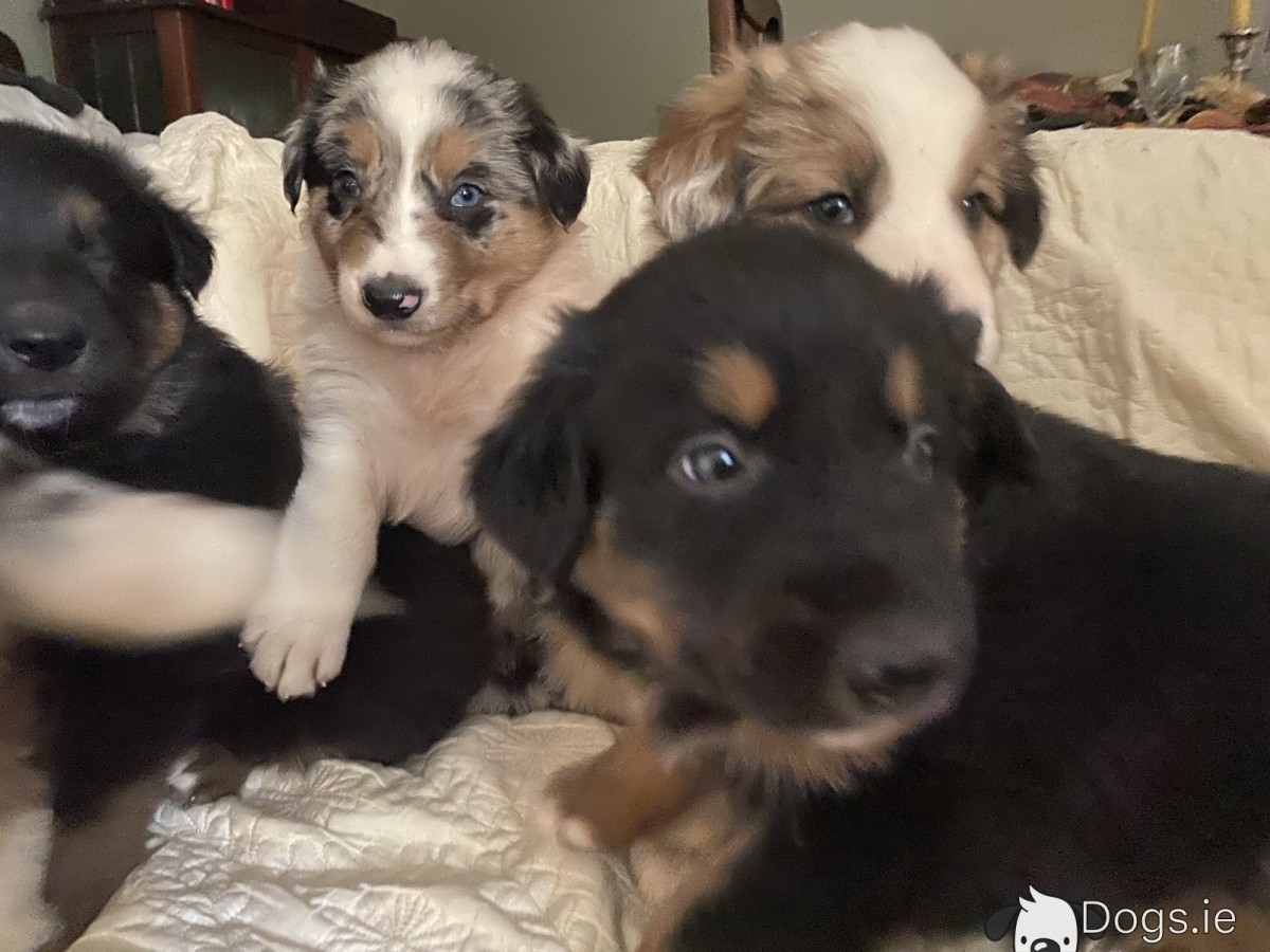 Shepherd Rottweiler Mix Puppy For Sale Black And Tan German