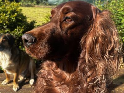 Pedigree Irish Red Setter for stud in Kilkenny
