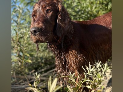 Pedigree Irish Red Setter for stud in Kilkenny