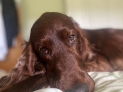 Pedigree Irish Red Setter for stud in Kilkenny