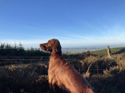 Pedigree Irish Red Setter for stud in Kilkenny