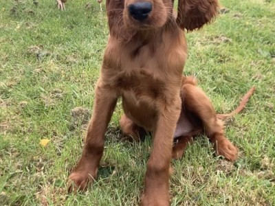 Pedigree Irish Red Setter for stud in Kilkenny