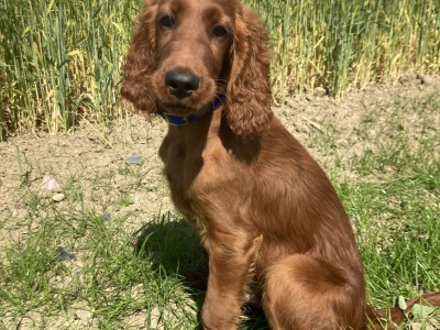 Pedigree Irish Red Setter for stud in Kilkenny