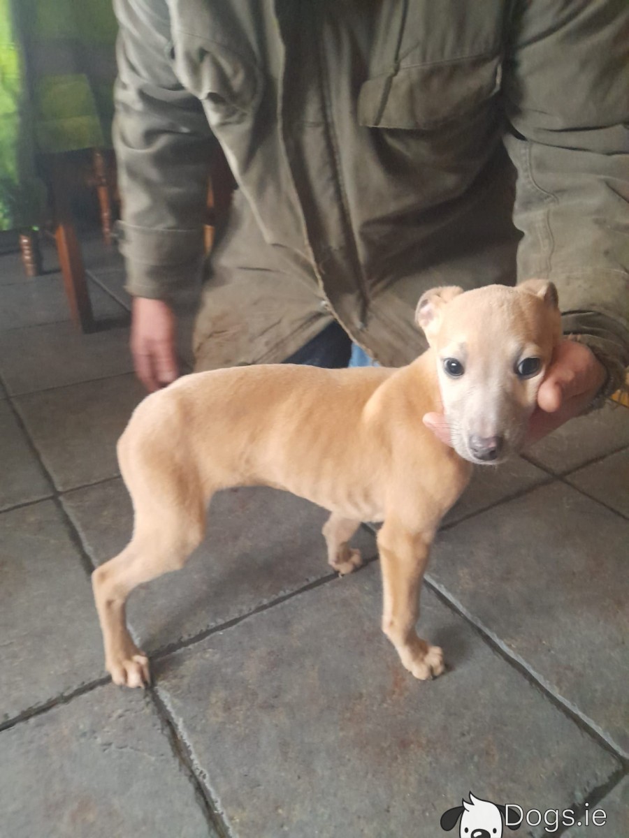 Whippet Dog Breed Red Fawn Whippet Small Whippet Breed Discount