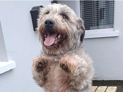 Irish Glen of Imaal Terrier for stud