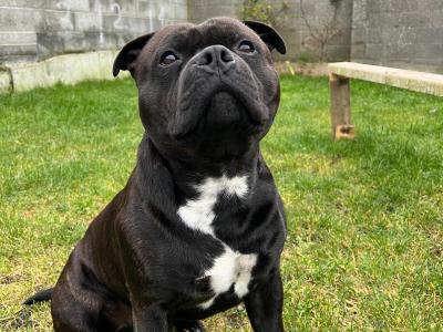 IKC Registered Staffordshire Bull Terrier for stud