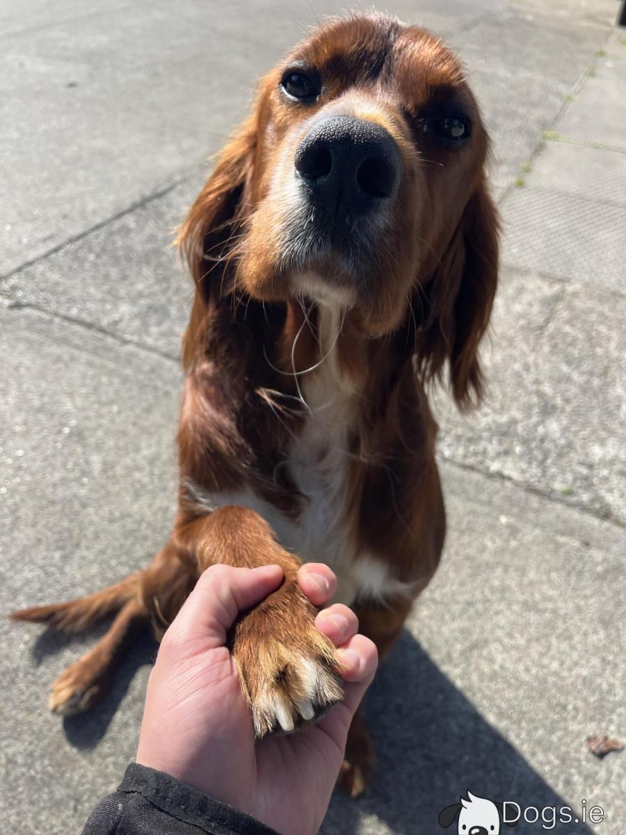 Spaniel Mix Working Type Cocker Spaniel Cocker Spaniel (Working