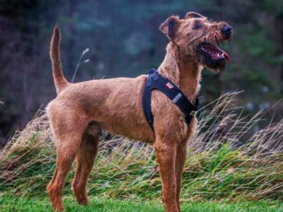Murphy the Irish Terrier IKC Registered for stud