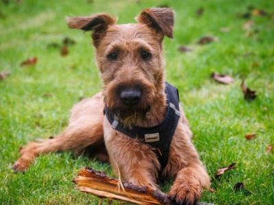 Murphy the Irish Terrier IKC Registered for stud
