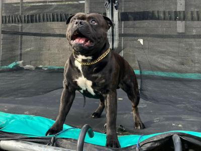IKC Registered Staffordshire Bull Terrier for stud