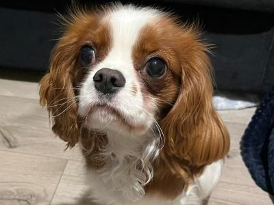 King Charles for stud in Donegal