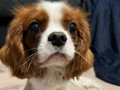 King Charles for stud in Donegal