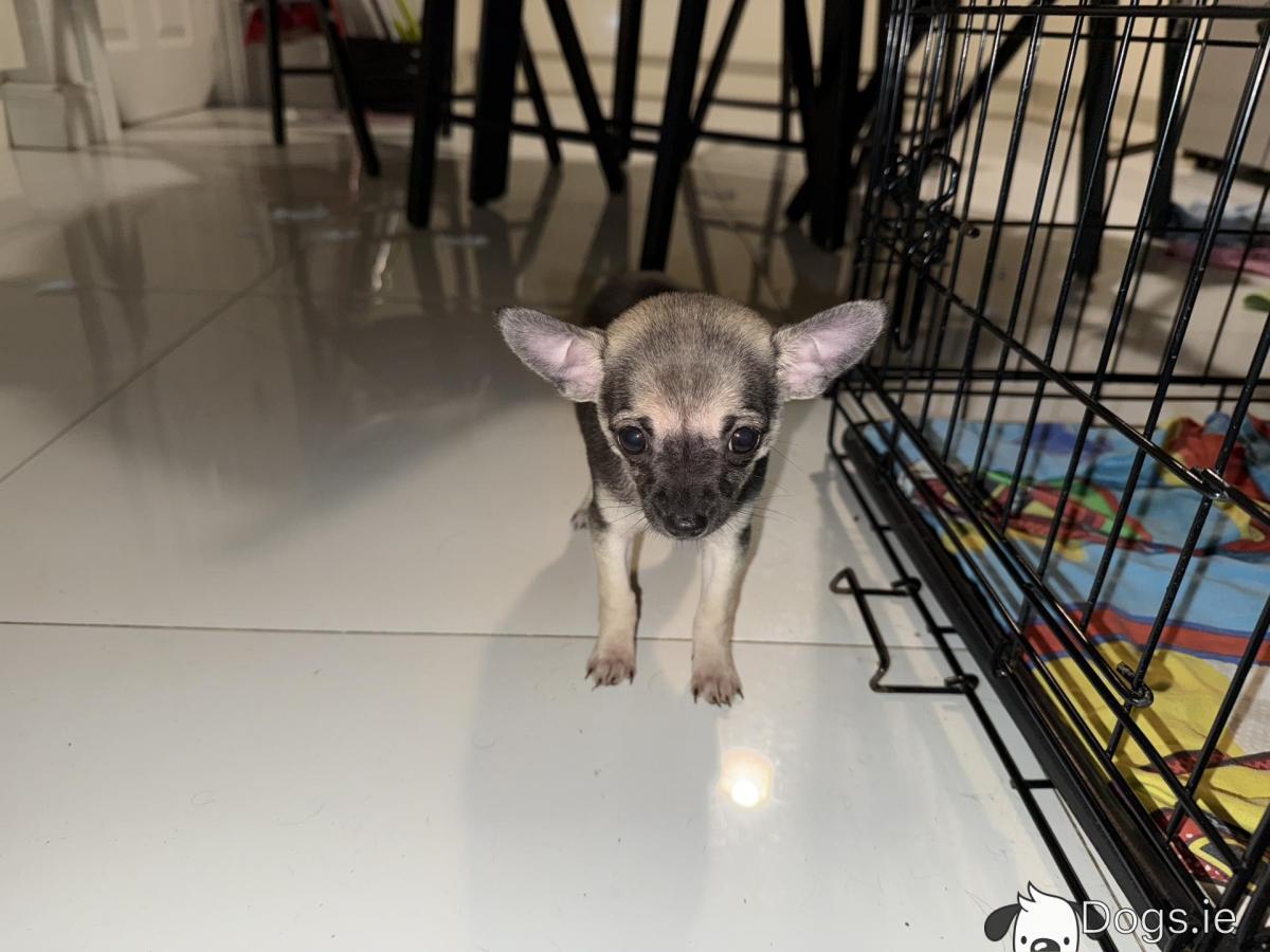 SOUTHERN CHIHUAHUA RESCUE (Jual chihuahua jantan puppy fabulous earl)