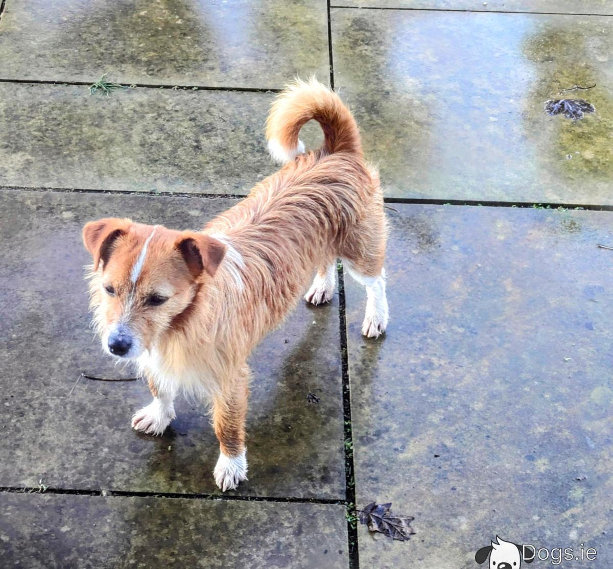 Jack Russell Basset Hound Mix Puppies Hound Mix Jack Russell Cross