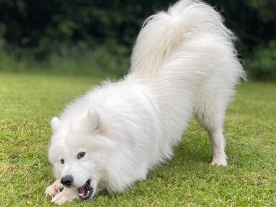 Proven, Purebred Samoyed, Milo, for stud!