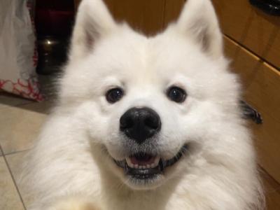 Proven, Purebred Samoyed, Milo, for stud!