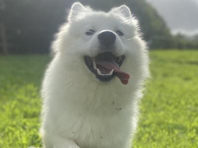 Proven, Purebred Samoyed, Milo, for stud!