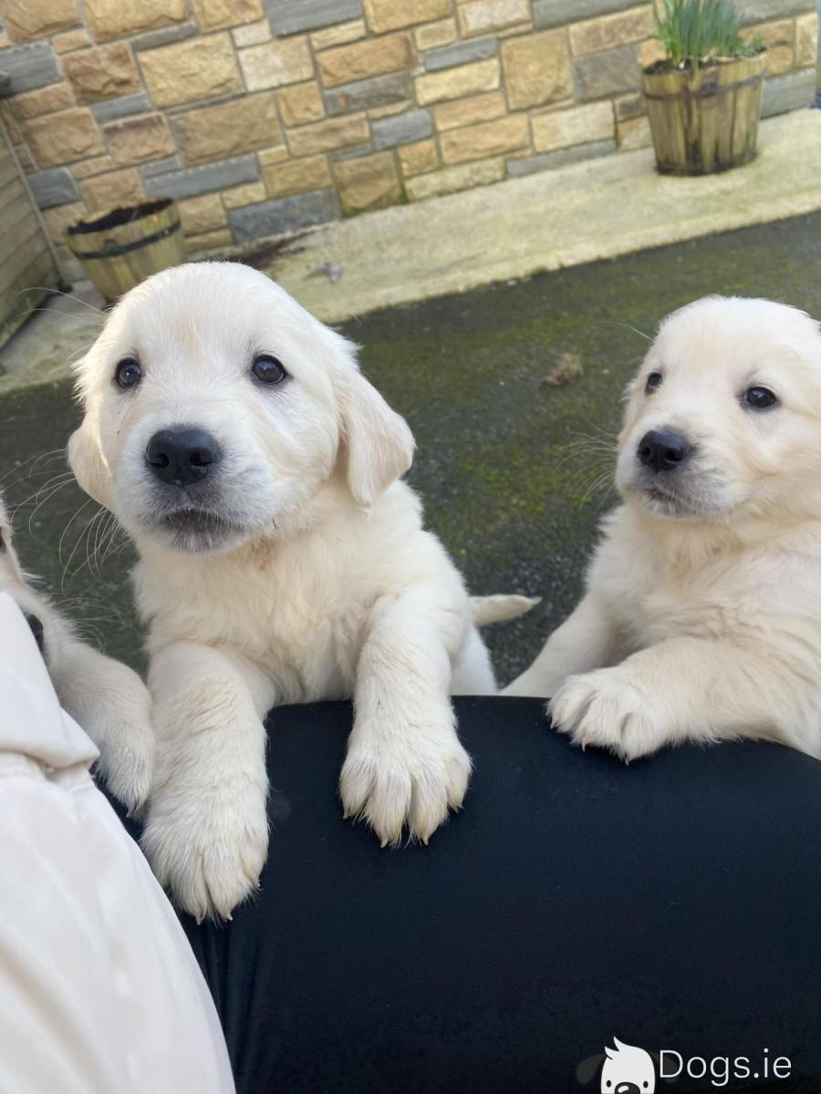 Golden Retriever White Lab Dog Price Pure White Labrador Puppies