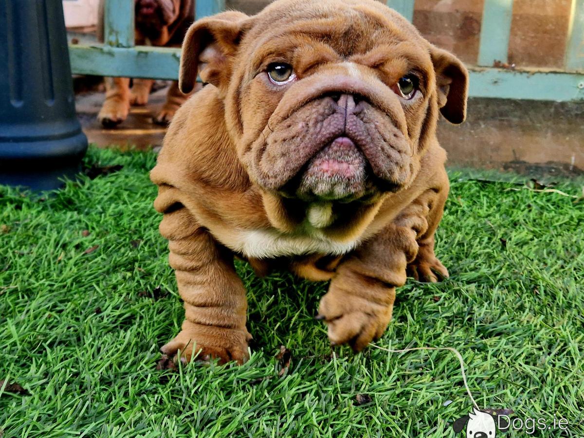 Buy month bulldog 2025 Black Friday