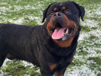 Rottweiler “Apollo” @INISHDARKFUR