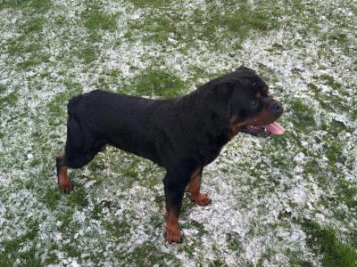 Rottweiler “Apollo” @INISHDARKFUR