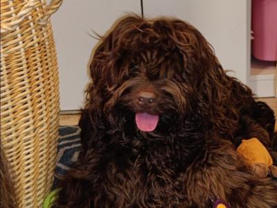 Cockapoo for stud