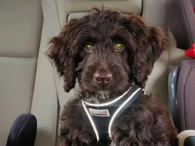 Cockapoo for stud