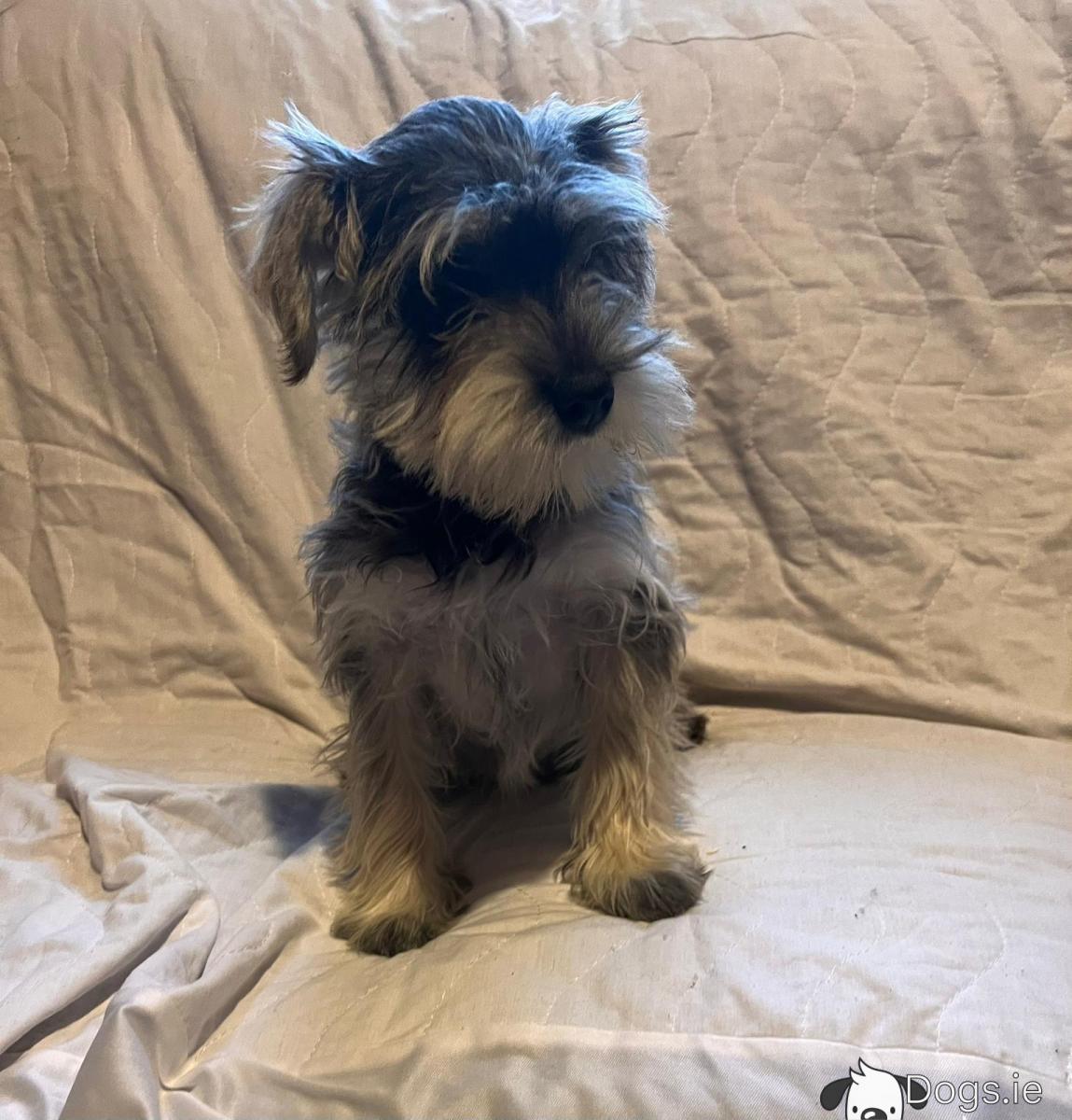 Mini Schnauzer Bichon Frise And Schnauzer Mix Bichon Frise