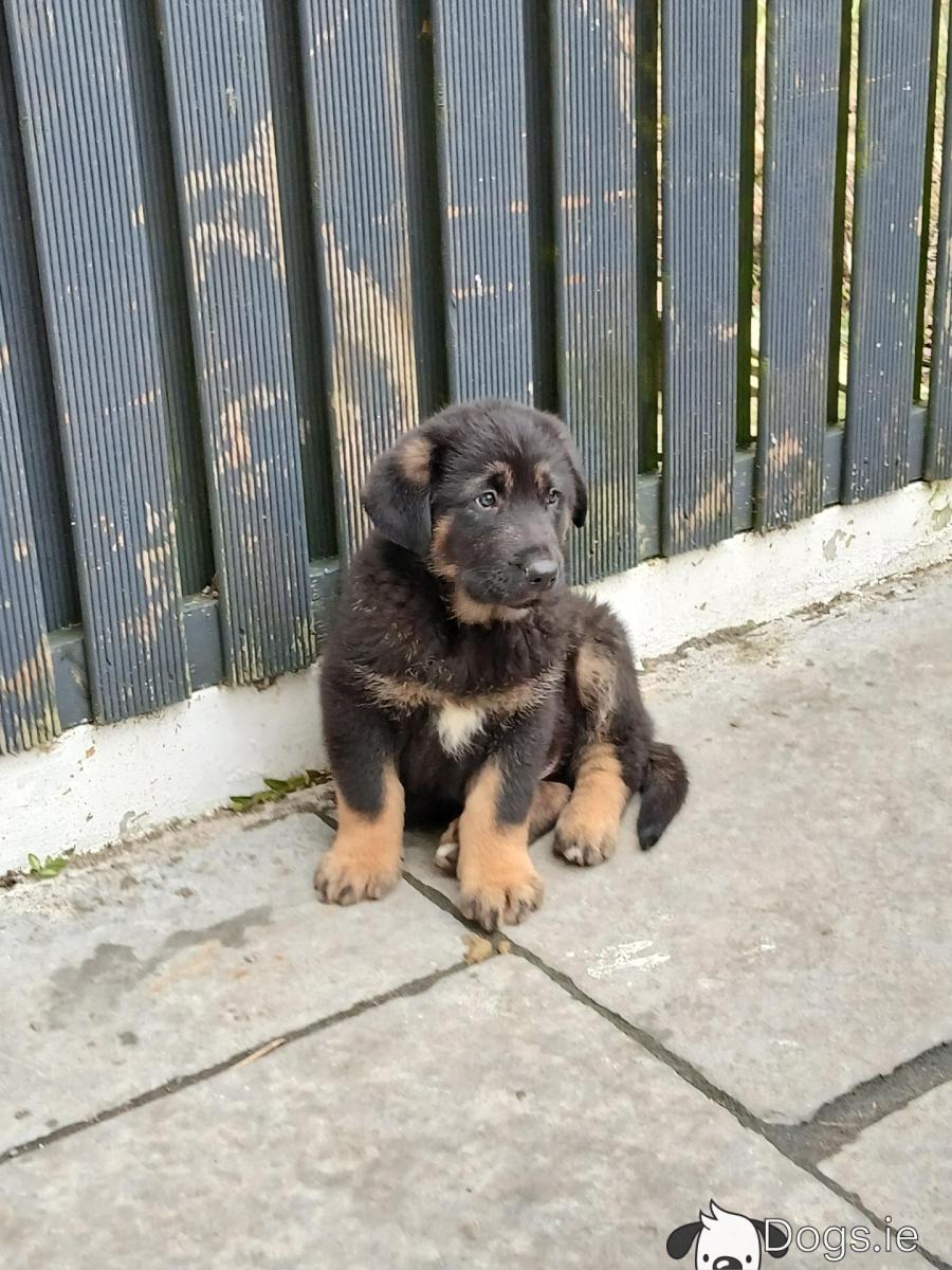 German Shepherd Caucasian Puppies For Sale German Shepherd