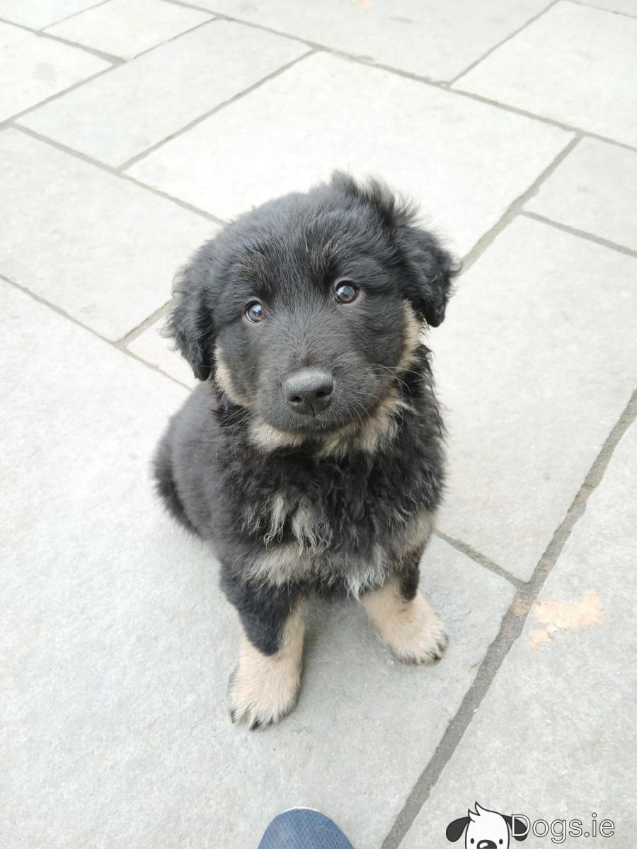 Dog Breed German Shepherd Puppies For Sale Kijiji Shih Tzu Kijiji