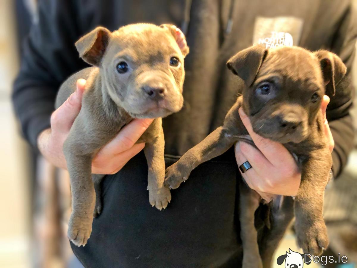Pei Puppy Sharpei Staffy Shar Pei Cross Staffy Puppies SHAR PEI