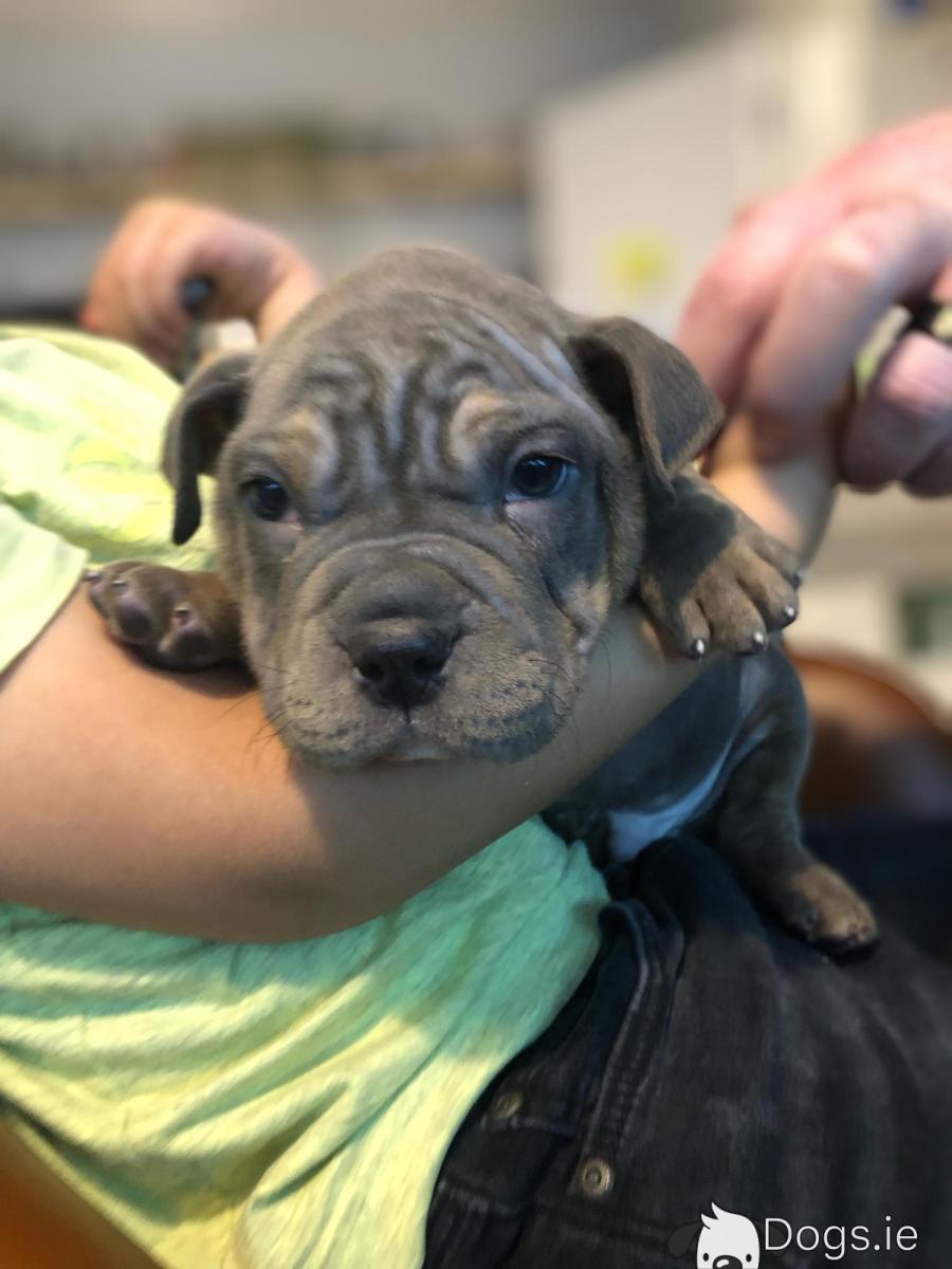 Shar Pei American Bulldog Cross Staffy American Bulldog Staffy