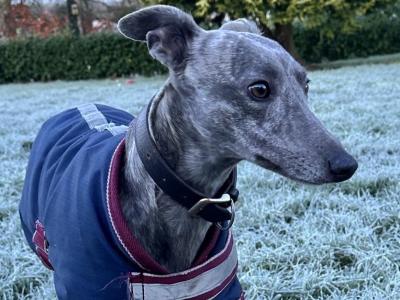 Whippet stud Dog Wanted