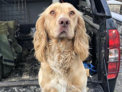 IKC Registered Working Cocker Spaniel in Tipperary