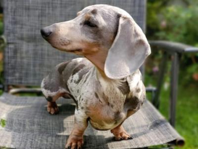 IKC Registered Blue dapple miniature Dachshund