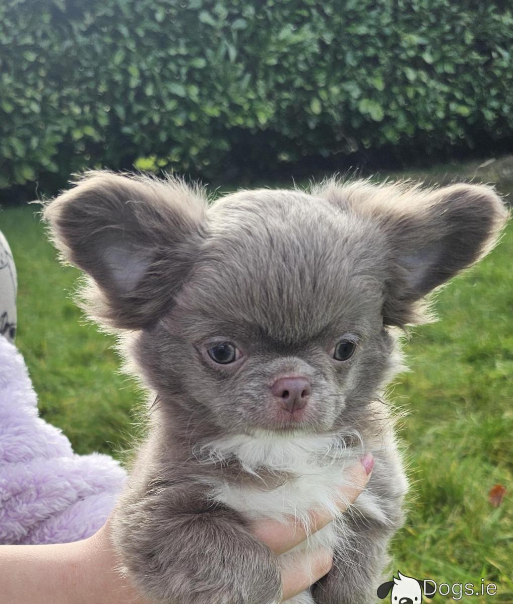 Dog Rescue Year Old Chihuahua Cheap To Rehome Long Haired