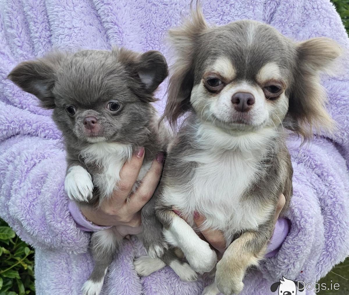 Teacup Chihuahua Grey Chihuahua For Sale Tea Cup Chihuahua Long