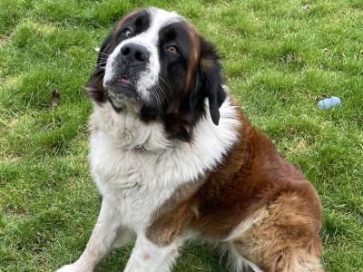 Milo the St. Bernard, IKC Registered