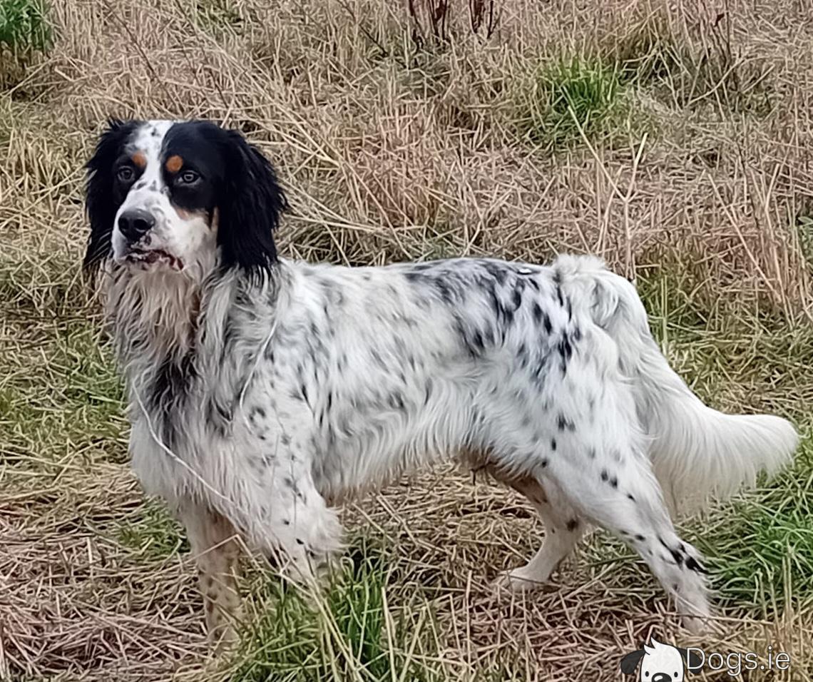 Tricolor English Setter Male IKC Registered English Setter In