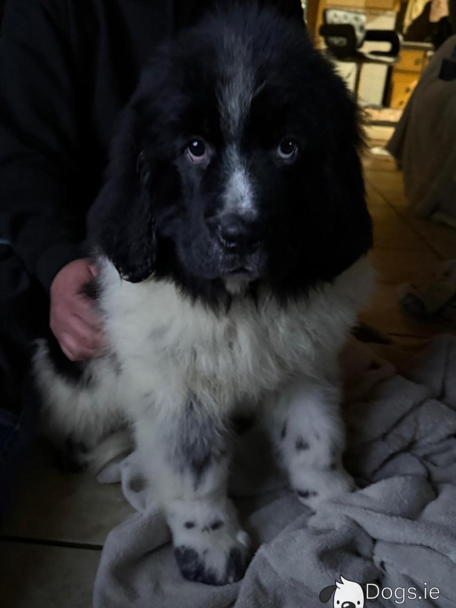 Landseer Newfoundland Newfie Puppies For Sale Near Me Full Grown