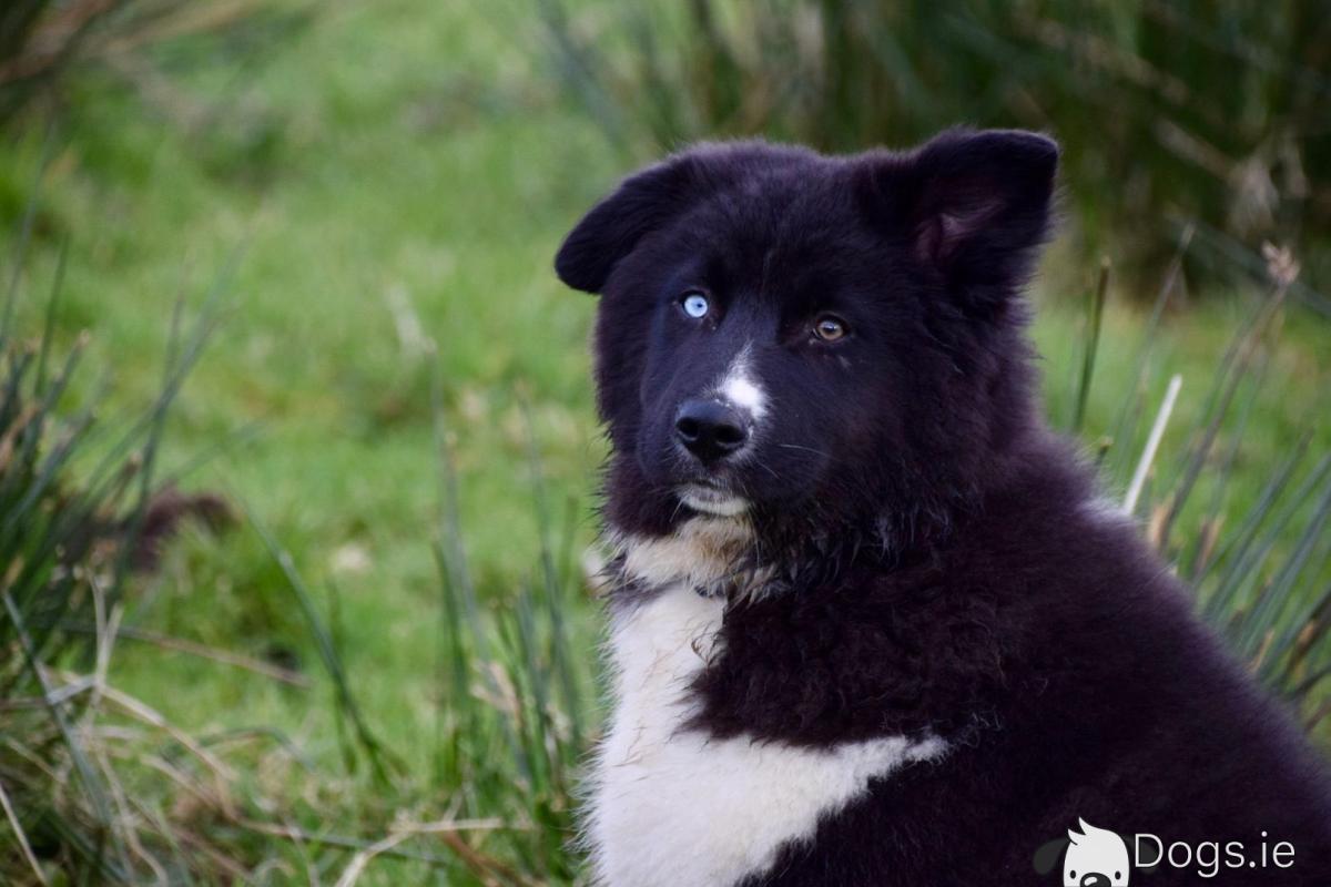 Inuit Dog Price Northern Sale Inuit Top Buy