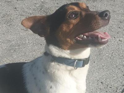Max is a Minature Jack Russell for Stud