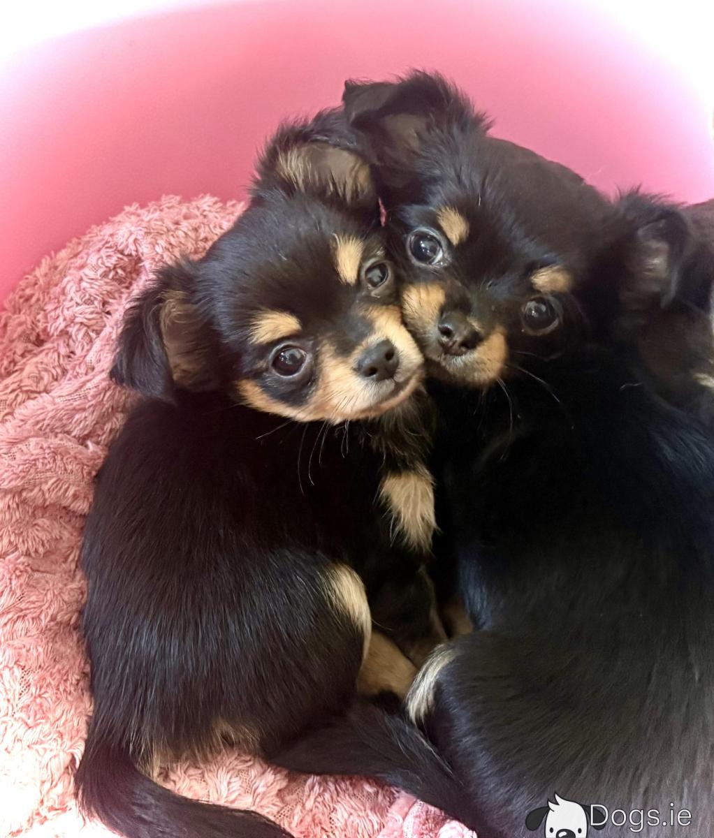 Chihuahua Dog Breed Black Long Hair Chihuahua For Sale Chocolate