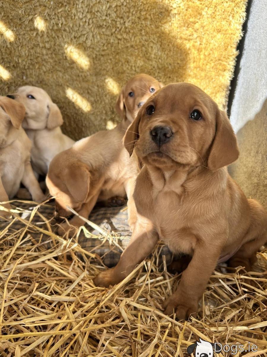Ginger Dog Big Orange Dog Breed Red-haired Orange Big Powerful Dog