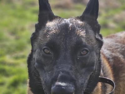 Proven IKC Registered Belgian Malinois for stud